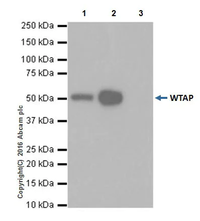 Immunoprecipitation - Anti-WTAP antibody [EPR18744] (AB195380)