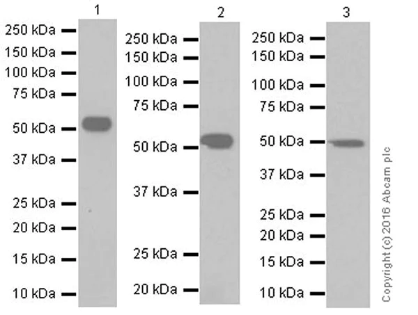 Western blot - Anti-WTAP antibody [EPR18744] (AB195380)