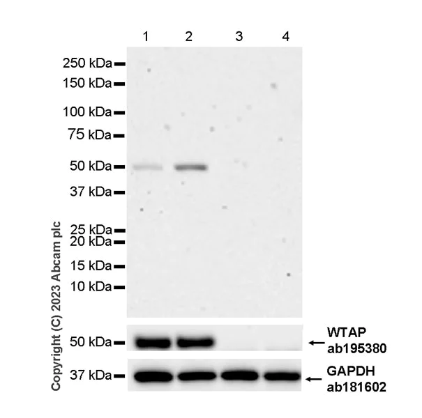 Western blot - Anti-WTAP antibody [EPR18744] (AB195380)