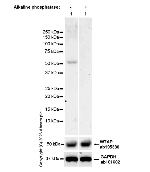 Western blot - Anti-WTAP antibody [EPR18744] (AB195380)