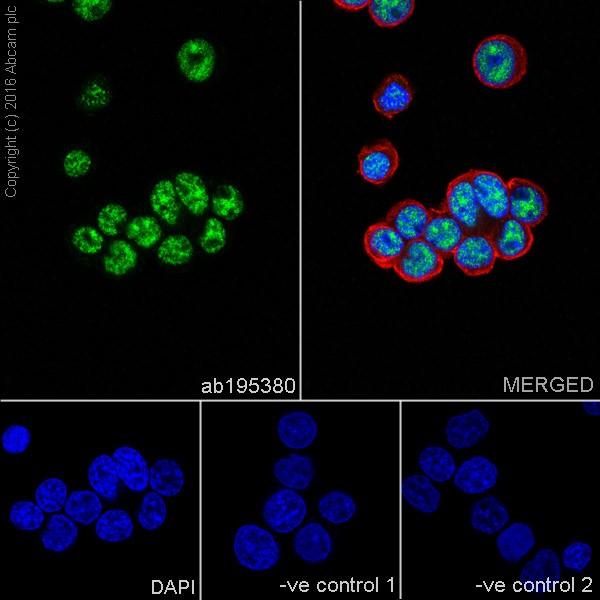 Immunocytochemistry/ Immunofluorescence - Anti-WTAP antibody [EPR18744] - BSA and Azide free (AB232392), expandable thumbnail