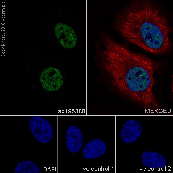 Immunocytochemistry/ Immunofluorescence - Anti-WTAP antibody [EPR18744] - BSA and Azide free (ab232392), expandable thumbnail