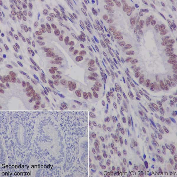 Immunohistochemistry (Formalin/PFA-fixed paraffin-embedded sections) - Anti-WTAP antibody [EPR18744] - BSA and Azide free (AB232392), expandable thumbnail