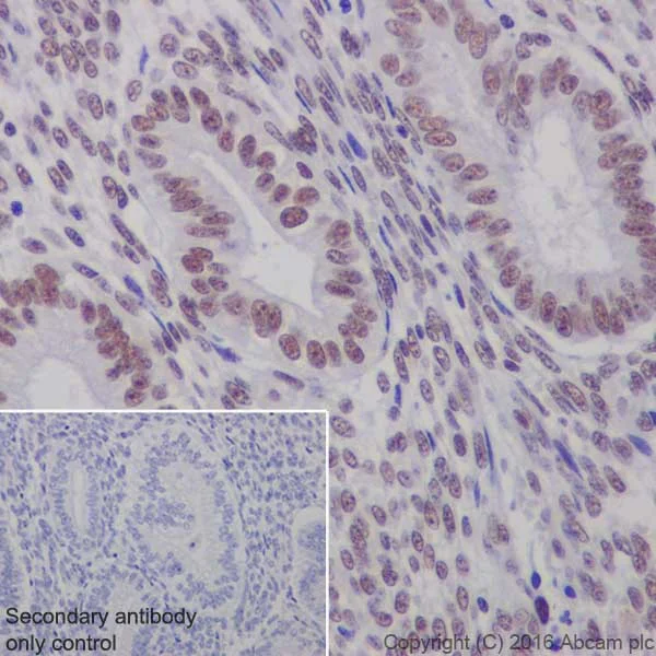 Immunohistochemistry (Formalin/PFA-fixed paraffin-embedded sections) - Anti-WTAP antibody [EPR18744] - BSA and Azide free (AB232392)