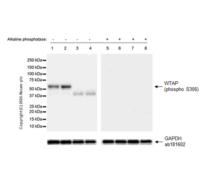 Western blot - Anti-WTAP (phospho S306) antibody [EPR27038-188] (AB316275), expandable thumbnail