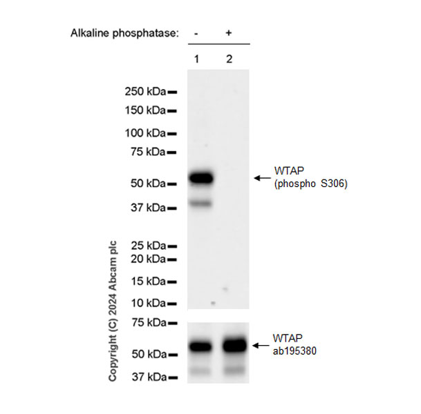 Western blot - Anti-WTAP (phospho S306) antibody [EPR27038-188] (AB316275), expandable thumbnail