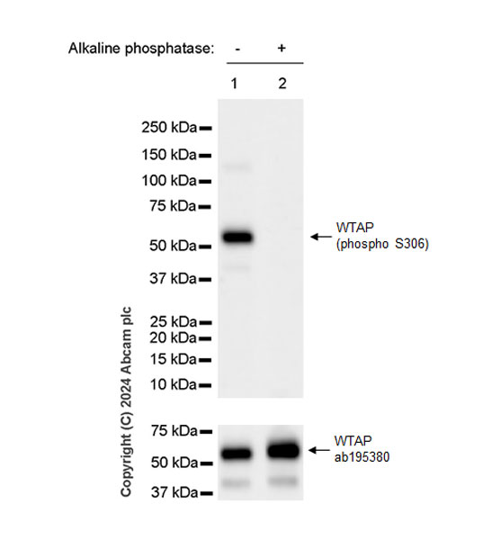 Western blot - Anti-WTAP (phospho S306) antibody [EPR27038-188] (AB316275), expandable thumbnail
