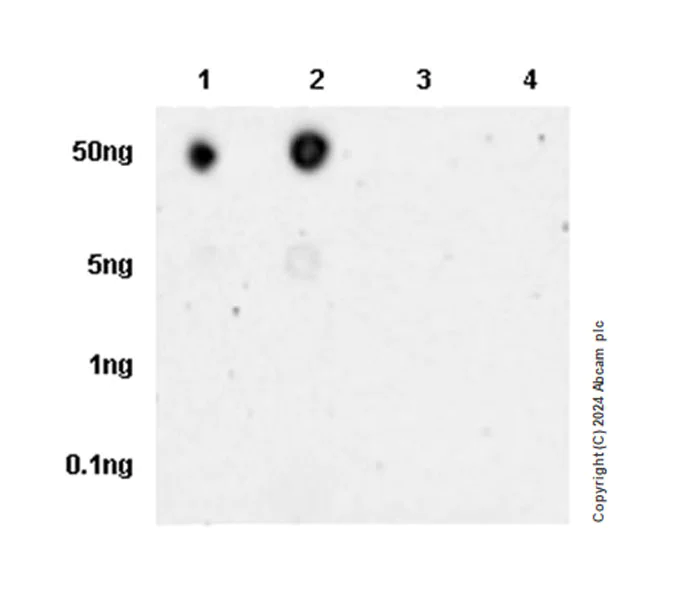 Dot Blot - Anti-WTAP (phospho S306) antibody [EPR27038-188] - BSA and Azide free (AB316276)