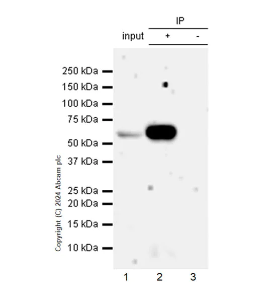 Immunoprecipitation - Anti-WTAP (phospho S306) antibody [EPR27038-188] - BSA and Azide free (AB316276)