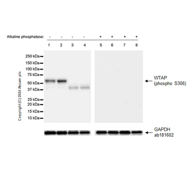 Western blot - Anti-WTAP (phospho S306) antibody [EPR27038-188] - BSA and Azide free (AB316276)