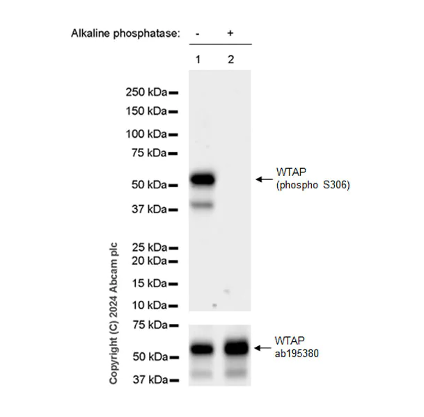 Western blot - Anti-WTAP (phospho S306) antibody [EPR27038-188] - BSA and Azide free (AB316276)
