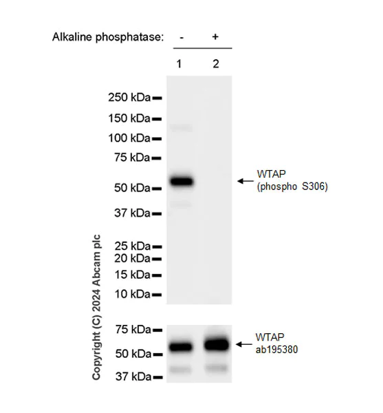 Western blot - Anti-WTAP (phospho S306) antibody [EPR27038-188] - BSA and Azide free (AB316276)