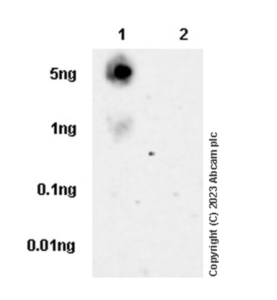 Dot Blot - Anti-WTAP (phospho S341) antibody [EPR27039-57] (ab309350), expandable thumbnail