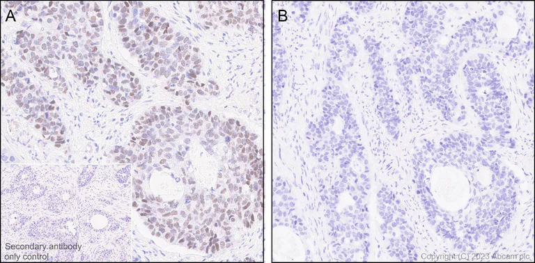 Immunohistochemistry (Formalin/PFA-fixed paraffin-embedded sections) - Anti-WTAP (phospho S341) antibody [EPR27039-57] (AB309350)