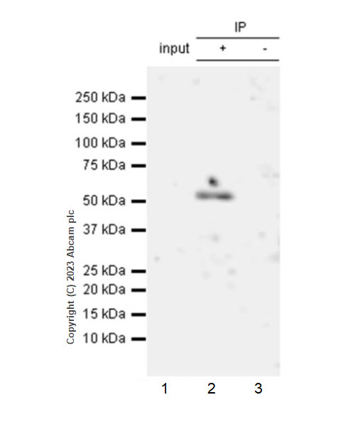 Immunoprecipitation - Anti-WTAP (phospho S341) antibody [EPR27039-57] (ab309350), expandable thumbnail