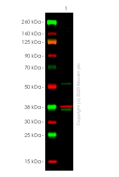Western blot - Anti-WTAP (phospho S341) antibody [EPR27039-57] (AB309350), expandable thumbnail
