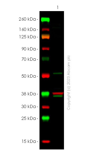 Western blot - Anti-WTAP (phospho S341) antibody [EPR27039-57] (AB309350)