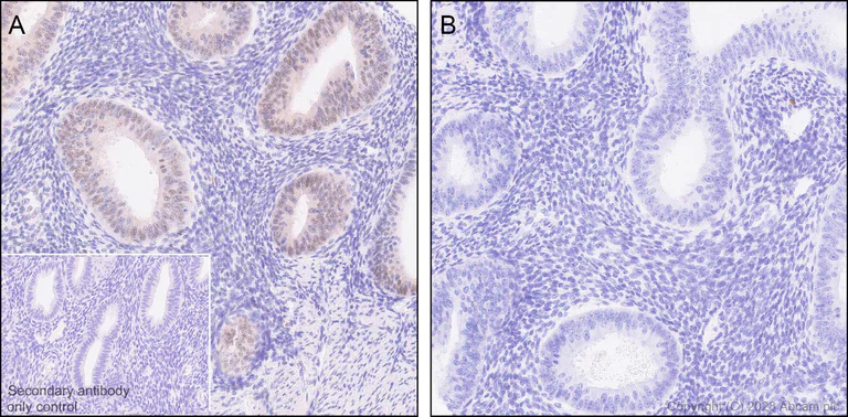 Immunohistochemistry (Formalin/PFA-fixed paraffin-embedded sections) - Anti-WTAP (phospho S341) antibody [EPR27039-57] - BSA and Azide free (AB309351)