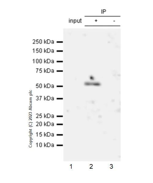 Immunoprecipitation - Anti-WTAP (phospho S341) antibody [EPR27039-57] - BSA and Azide free (AB309351)