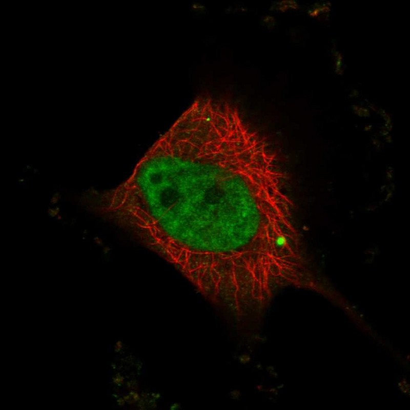 Immunocytochemistry/ Immunofluorescence - Anti-WW domain binding protein 4 antibody (AB272629)