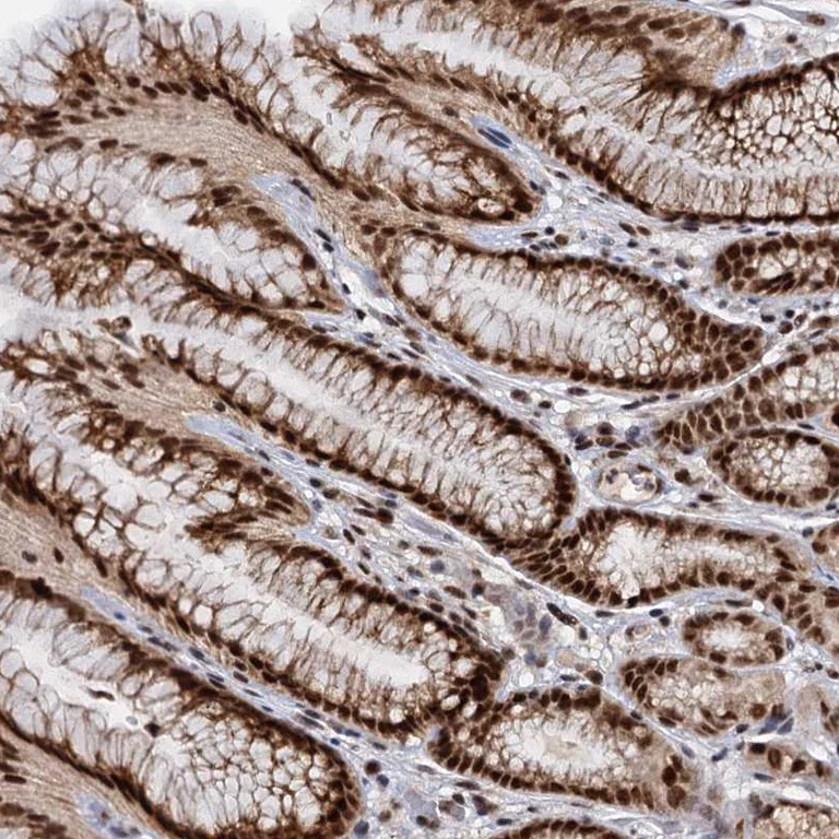 Immunohistochemistry (Formalin/PFA-fixed paraffin-embedded sections) - Anti-WW domain binding protein 4 antibody (AB272629)