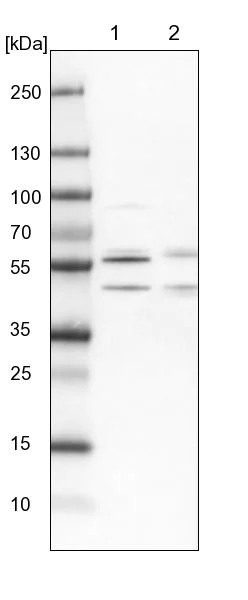 Western blot - Anti-WW domain binding protein 4 antibody (AB272629)