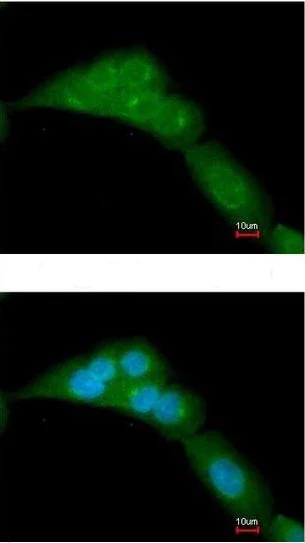 Immunocytochemistry/ Immunofluorescence - Anti-WWOX antibody (AB137726)
