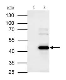 Immunoprecipitation - Anti-WWOX antibody (AB137726)