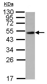 Western blot - Anti-WWOX antibody (AB137726)