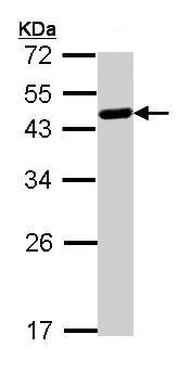 Western blot - Anti-WWOX antibody (AB137726)