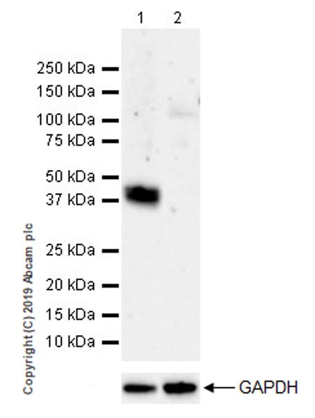 Western blot - Anti-WWOX antibody [EPR23109-138] (AB238144)