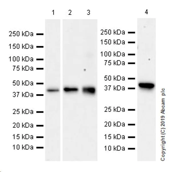 Western blot - Anti-WWOX antibody [EPR23109-138] (AB238144)