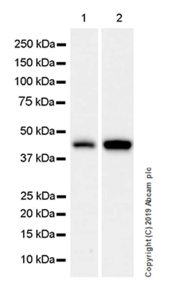Western blot - Anti-WWOX antibody [EPR23109-138] (AB238144)
