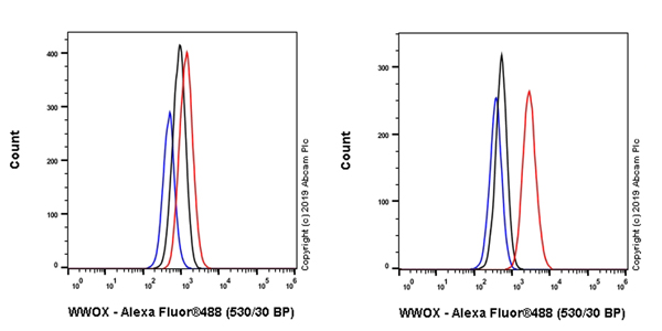 Flow Cytometry (Intracellular) - Anti-WWOX antibody [EPR23109-138] - BSA and Azide free (AB267348)