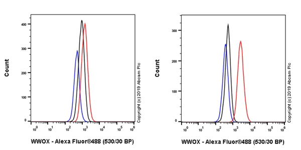 Flow Cytometry (Intracellular) - Anti-WWOX antibody [EPR23109-138] - BSA and Azide free (AB267348)