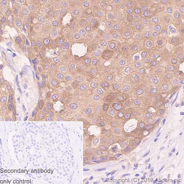 Immunohistochemistry (Formalin/PFA-fixed paraffin-embedded sections) - Anti-WWOX antibody [EPR23109-138] - BSA and Azide free (AB267348)