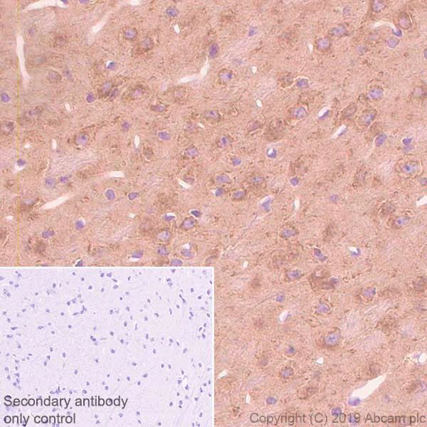 Immunohistochemistry (Formalin/PFA-fixed paraffin-embedded sections) - Anti-WWOX antibody [EPR23109-138] - BSA and Azide free (AB267348)