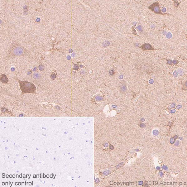 Immunohistochemistry (Formalin/PFA-fixed paraffin-embedded sections) - Anti-WWOX antibody [EPR23109-138] - BSA and Azide free (AB267348)