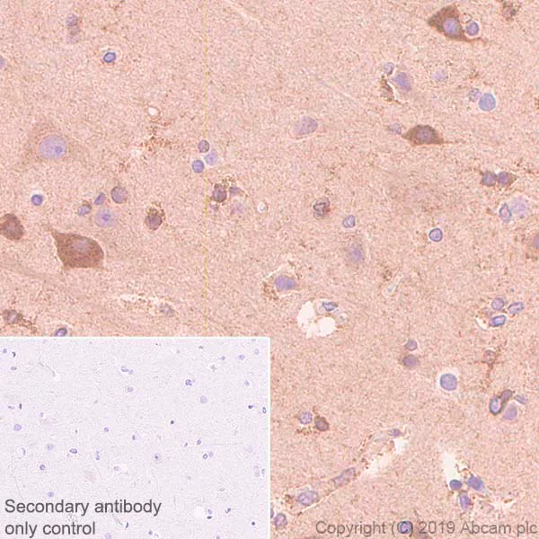 Immunohistochemistry (Formalin/PFA-fixed paraffin-embedded sections) - Anti-WWOX antibody [EPR23109-138] - BSA and Azide free (AB267348)