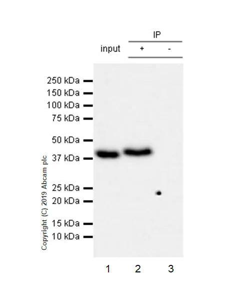 Immunoprecipitation - Anti-WWOX antibody [EPR23109-138] - BSA and Azide free (AB267348)