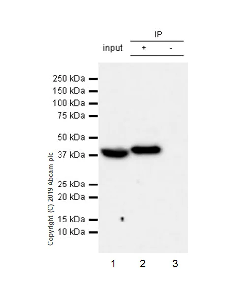 Immunoprecipitation - Anti-WWOX antibody [EPR23109-138] - BSA and Azide free (AB267348)
