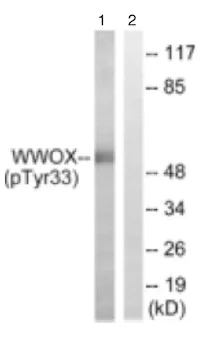 Western blot - Anti-WWOX (phospho Y33) antibody (AB129881)