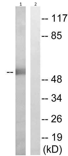 Western blot - Anti-WWOX (phospho Y33) antibody (AB193624)