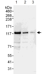 Western blot - Anti-WWP1 antibody (AB104440)