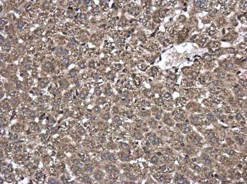 Immunohistochemistry (Formalin/PFA-fixed paraffin-embedded sections) - Anti-WWP1 antibody (AB227213)