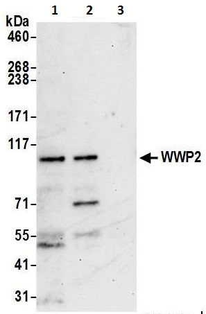 Immunoprecipitation - Anti-Wwp2 antibody (AB103527)