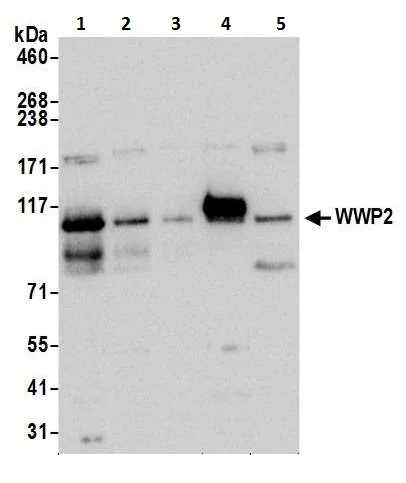 Western blot - Anti-Wwp2 antibody (AB103527)