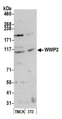 Western blot - Anti-Wwp2 antibody (AB103527)