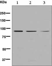 Western blot - Anti-XAB2 antibody [EPR8970(B)] (AB133663)