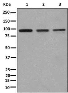 Western blot - Anti-XAB2 antibody [EPR8971] (AB180181)